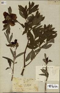 spécimen de Paeonia officinalis