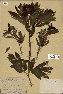 spécimen de Paeonia officinalis