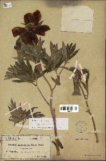 spécimen de Paeonia officinalis