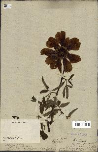 spécimen de Paeonia officinalis