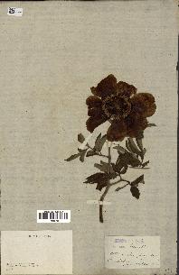 spécimen de Paeonia officinalis