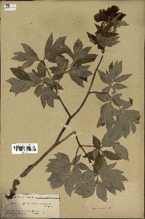 spécimen de Paeonia officinalis