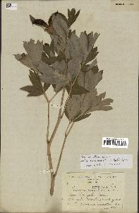 spécimen de Paeonia officinalis