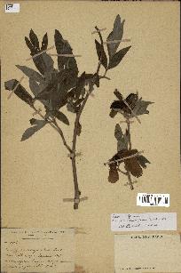 spécimen de Paeonia officinalis