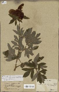 spécimen de Paeonia officinalis