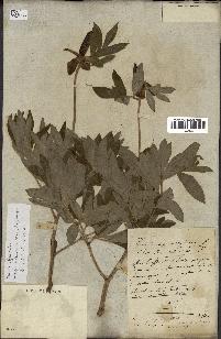 spécimen de Paeonia officinalis