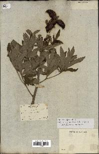 spécimen de Paeonia officinalis