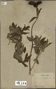 spécimen de Paeonia officinalis