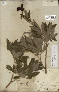 spécimen de Paeonia officinalis