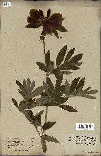 spécimen de Paeonia officinalis