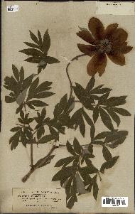 spécimen de Paeonia officinalis