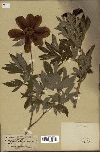 spécimen de Paeonia officinalis