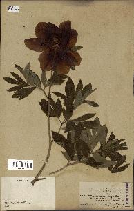 spécimen de Paeonia officinalis