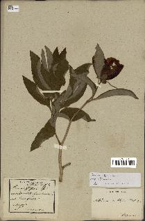 spécimen de Paeonia officinalis