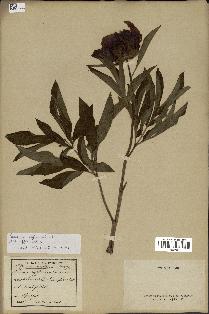 spécimen de Paeonia officinalis