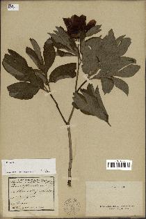 spécimen de Paeonia officinalis