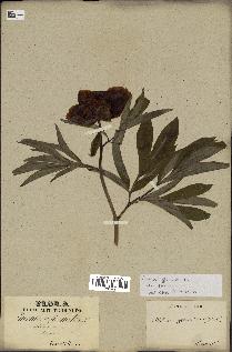 spécimen de Paeonia officinalis