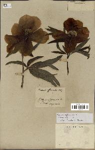 spécimen de Paeonia officinalis