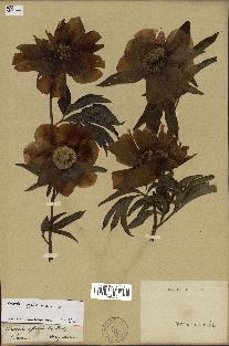 spécimen de Paeonia officinalis