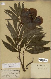 spécimen de Paeonia officinalis