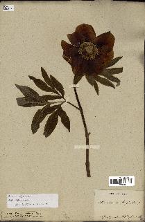 spécimen de Paeonia officinalis