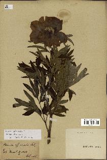 spécimen de Paeonia officinalis