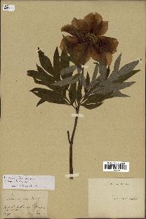 spécimen de Paeonia officinalis