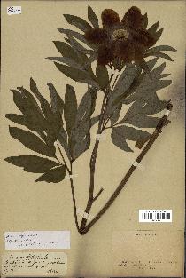 spécimen de Paeonia officinalis