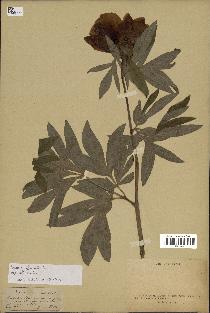 spécimen de Paeonia officinalis