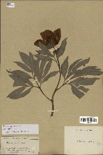 spécimen de Paeonia officinalis