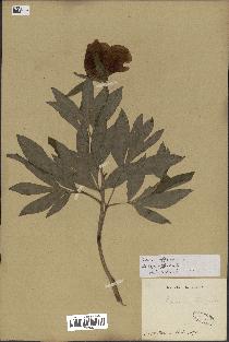 spécimen de Paeonia officinalis