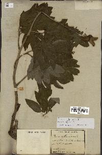 spécimen de Paeonia officinalis