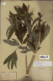 spécimen de Paeonia officinalis