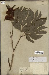 spécimen de Paeonia officinalis