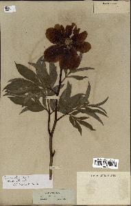 spécimen de Paeonia officinalis