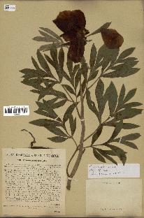 spécimen de Paeonia officinalis