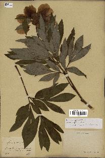 spécimen de Paeonia officinalis