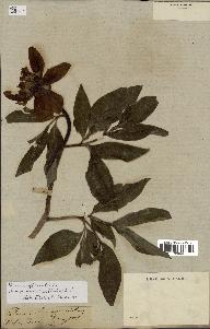 spécimen de Paeonia officinalis