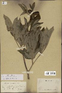 spécimen de Paeonia officinalis