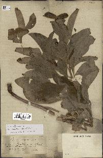 spécimen de Paeonia officinalis