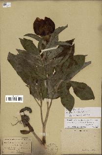 spécimen de Paeonia officinalis