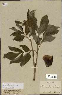 spécimen de Paeonia officinalis