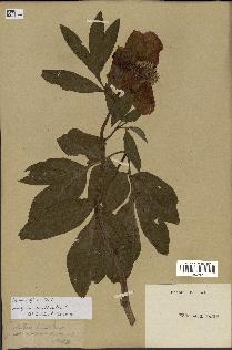 spécimen de Paeonia officinalis