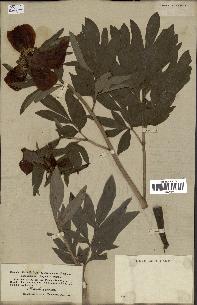 spécimen de Paeonia officinalis