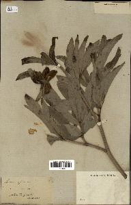 spécimen de Paeonia officinalis