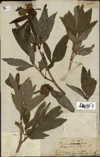 spécimen de Paeonia officinalis