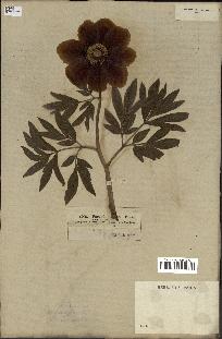 spécimen de Paeonia officinalis