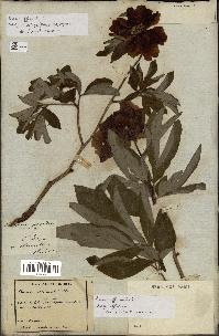 spécimen de Paeonia officinalis