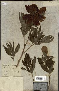 spécimen de Paeonia officinalis