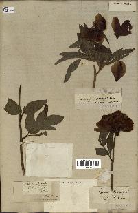 spécimen de Paeonia officinalis